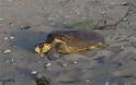 Τραυματισμένη χελώνα εντοπίστηκε στη Στυλίδα