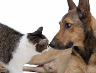 Όταν συνεργάζεται ένας σκύλος και μια γάτα, έχουμε το πιο πονηρό μυαλό που υπάρχει... - Φωτογραφία 1