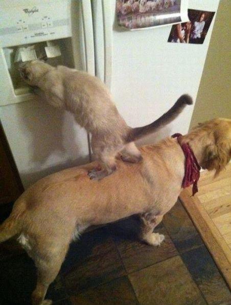 Όταν συνεργάζεται ένας σκύλος και μια γάτα, έχουμε το πιο πονηρό μυαλό που υπάρχει... - Φωτογραφία 2