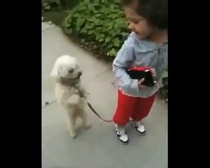 VIDEO: Σκύλος περπατά στα δύο πόδια - Φωτογραφία 1