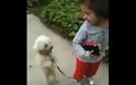 VIDEO: Σκύλος περπατά στα δύο πόδια