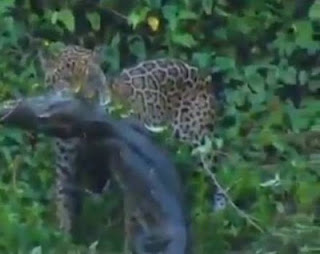 VIDEO: Τζάγκουαρ σκοτώνει κροκόδειλο - Φωτογραφία 1