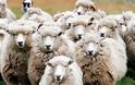 Βρέθηκαν κλεμμένα πρόβατα που o ιδιοκτήτης δεν ήξερε ότι του έκλεψαν!
