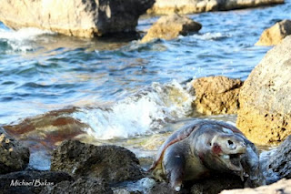 Νεκρή χελώνα Caretta Caretta στη Φυκιότρυπα Μυτιλήνης - Φωτογραφία 1
