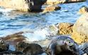 Νεκρή χελώνα Caretta Caretta στη Φυκιότρυπα Μυτιλήνης