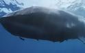 ΔΕΙΤΕ: Φάλαινα “κόβεται” στα δύο μετά από σύγκρουση με πλοίο [φωτο]