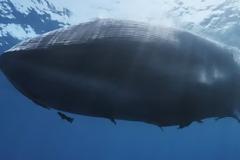 ΔΕΙΤΕ: Φάλαινα “κόβεται” στα δύο μετά από σύγκρουση με πλοίο [φωτο]