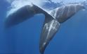 ΔΕΙΤΕ: Φάλαινα “κόβεται” στα δύο μετά από σύγκρουση με πλοίο [φωτο] - Φωτογραφία 2