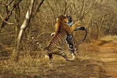 Απίστευτες φωτογραφίες τραβηγμένες την κατάλληλη στιγμή