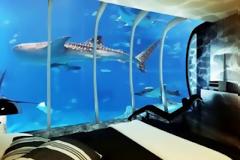 Έξω από τη σουίτα κολυμπούν καρχαρίες! (pics)