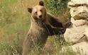 VIDEO: Ξεσπίτωσε αρκούδα με νεογέννητο ο Αρκτούρος