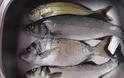 Tα ψάρια μειώνουν τον κίνδυνο για καρκίνο του εντέρου