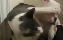 Γάτα δίνει χαστούκια σε σκύλο... [Video]