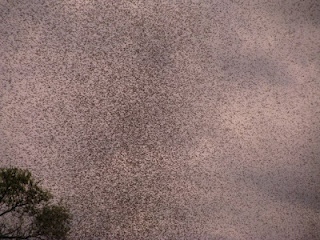 Τεράστια σμήνη κουνουπιών επιτέθηκαν σε χωριό της Λευκορωσίας [photos] - Φωτογραφία 1