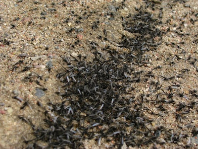 Τεράστια σμήνη κουνουπιών επιτέθηκαν σε χωριό της Λευκορωσίας [photos] - Φωτογραφία 11