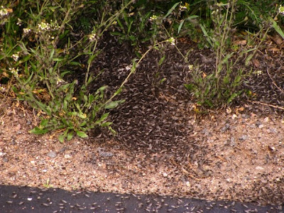 Τεράστια σμήνη κουνουπιών επιτέθηκαν σε χωριό της Λευκορωσίας [photos] - Φωτογραφία 12