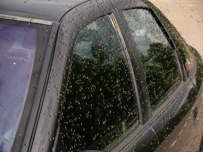 Τεράστια σμήνη κουνουπιών επιτέθηκαν σε χωριό της Λευκορωσίας [photos] - Φωτογραφία 2