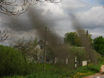 Τεράστια σμήνη κουνουπιών επιτέθηκαν σε χωριό της Λευκορωσίας [photos] - Φωτογραφία 4