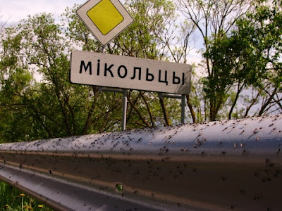 Τεράστια σμήνη κουνουπιών επιτέθηκαν σε χωριό της Λευκορωσίας [photos] - Φωτογραφία 7