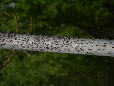 Τεράστια σμήνη κουνουπιών επιτέθηκαν σε χωριό της Λευκορωσίας [photos] - Φωτογραφία 9