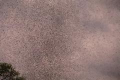 Τεράστια σμήνη κουνουπιών επιτέθηκαν σε χωριό της Λευκορωσίας [photos]