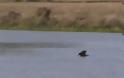 Αετός κολυμπάει σε ποτάμι! [Video]