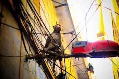 Μια παράξενη «αστική ζούγκλα» για πιθήκους!