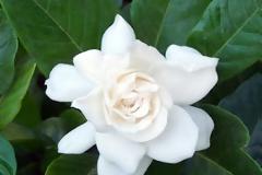 Γαρδένια - τα μυστικά για να είναι όμορφη και πράσινη