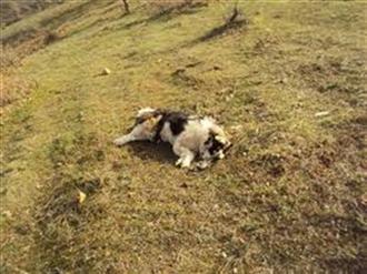 ΣΟΚ: Δεκανέας σκότωσε σκύλο μετά από διαταγή του διοικητή! - Φωτογραφία 1