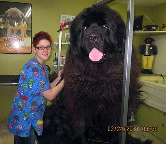 ΔΕΙΤΕ: Φωτογραφίες από τα μεγαλύτερα σκυλιά στο κόσμο - Φωτογραφία 2