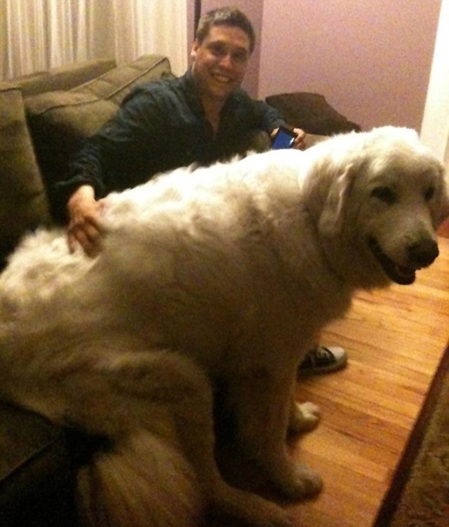 ΔΕΙΤΕ: Φωτογραφίες από τα μεγαλύτερα σκυλιά στο κόσμο - Φωτογραφία 5