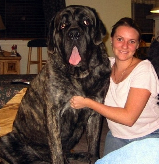 ΔΕΙΤΕ: Φωτογραφίες από τα μεγαλύτερα σκυλιά στο κόσμο - Φωτογραφία 6