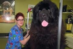 ΔΕΙΤΕ: Φωτογραφίες από τα μεγαλύτερα σκυλιά στο κόσμο