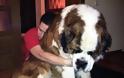 ΔΕΙΤΕ: Φωτογραφίες από τα μεγαλύτερα σκυλιά στο κόσμο - Φωτογραφία 3