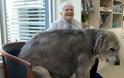 ΔΕΙΤΕ: Φωτογραφίες από τα μεγαλύτερα σκυλιά στο κόσμο - Φωτογραφία 7