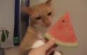 Η γάτα που τρελαίνεται για καρπούζι... [Video]
