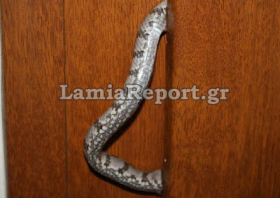 Απίστευτο: Το φίδι πιάστηκε στην πόρτα! - Φωτογραφία 2