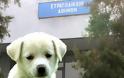 Εισαγγελέας του Στρατοδικείου Αθηνών διεξάγει προανάκριση για τη θανάτωση της σκυλίτσας