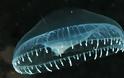 Οι ωκεανολόγοι ανακάλυψαν άγνωστο στην επιστήμη θαλάσσιο τέρας