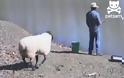 Τσαντισμένο πρόβατο εναντίον ανυποψίαστου ψαρά [Video]