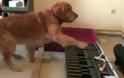 Ο σκύλος που παίζει πιάνο! [Video]