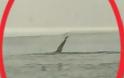 ΒΙΝΤΕΟ: Το BBC ανακάλυψε θαλάσσιο τέρας στις Πρέσπες! - Φωτογραφία 1