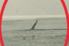 ΒΙΝΤΕΟ: Το BBC ανακάλυψε θαλάσσιο τέρας στις Πρέσπες!