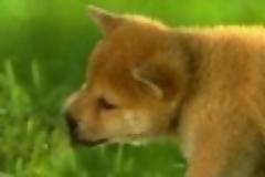 Γιατί οι σκύλοι τρώνε χόρτα μερικές φορές;