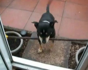 VIDEO: Σκύλος με σκουπόξυλο στο στόμα προσπαθεί να περάσει την πόρτα! - Φωτογραφία 1
