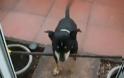 VIDEO: Σκύλος με σκουπόξυλο στο στόμα προσπαθεί να περάσει την πόρτα!