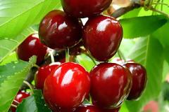 Η Ποντιακή Γενοκτονία, μια πρωτότυπη αρία αντι-σιωνιστική θεώρηση