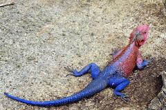 Βρέθηκε ο… πρόγονος του Spiderman!