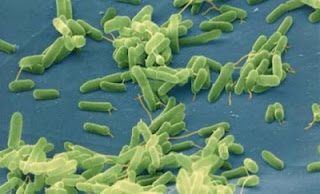 Αιωνόβια μικρόβια ξεπερνούν τα όρια ζωής και θανάτου - Φωτογραφία 1