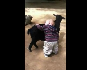 Μπόμπιρας αγκαλιάζει κατσίκες γιατί νομίζει ότι είναι σκυλάκια! [Video] - Φωτογραφία 1
